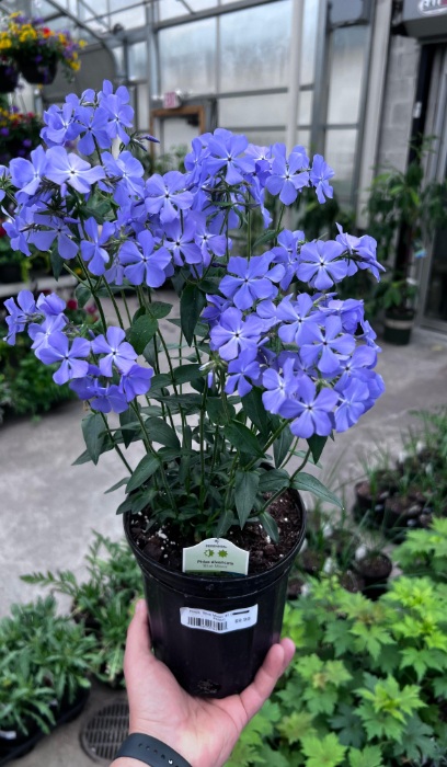 PHLOX DIV BLUE MOON #1