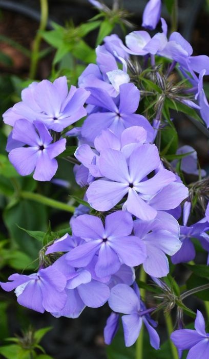 PHLOX DIV WOODLAND PHLOX #1