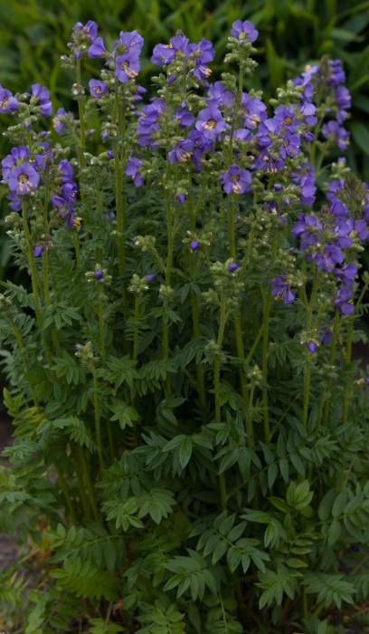 POLEM HEAV HAB JACOB LAD #1