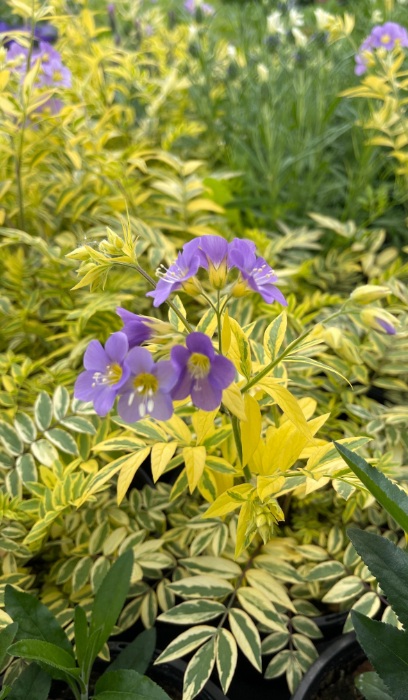 POLEM PLU GOLDEN FEATHERS #1/7"