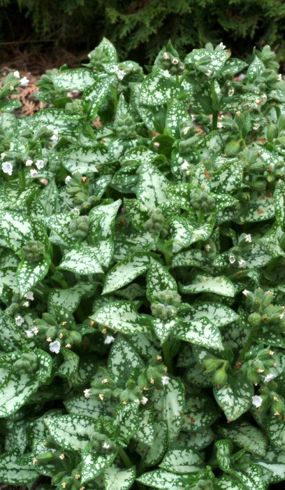 PULMONARIA MOONSHINE #1/7"