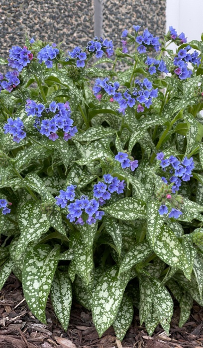 PULMONARIA TREVI FOUNT #1/7"