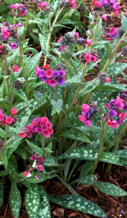 PULMONARIA RASPBERRY SPLASH#1/7"