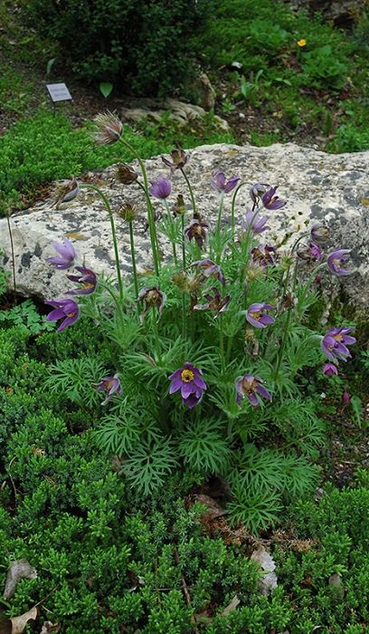 PULSATILLA VUL PASQUE FLOWER #1