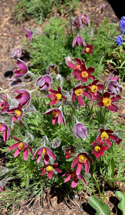 PULSATILLA VUL RUBRA #1