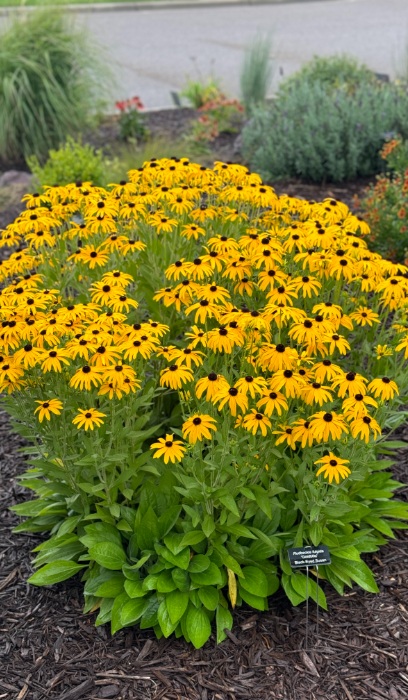 RUDBE FUL GOLDBLITZ #1