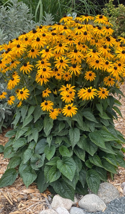 RUDBE FUL GOLDSTURM #1