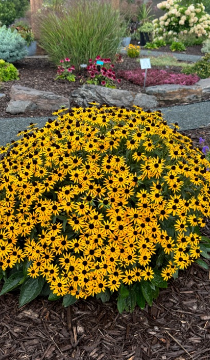 RUDBE FUL LITTLE GOLDSTAR #1