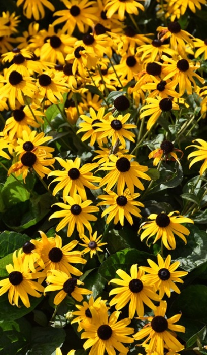 RUDBE FUL VAR FULGIDA #1