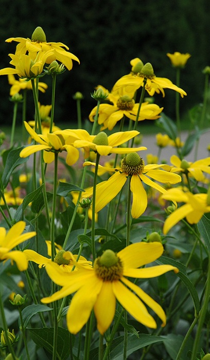 RUDBE LAC AUTUMN SUN #2