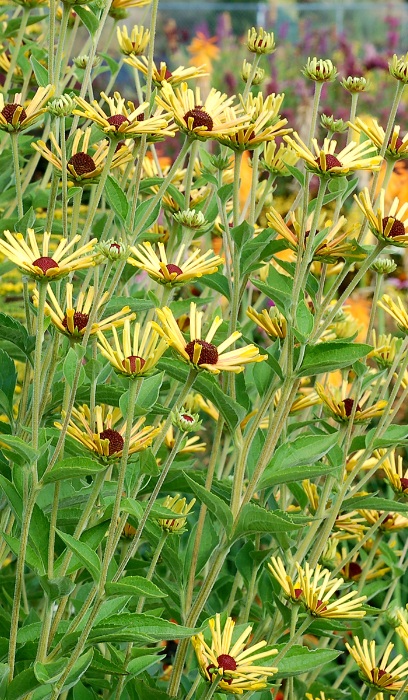 RUDBE SUB LITTLE HENRY #1