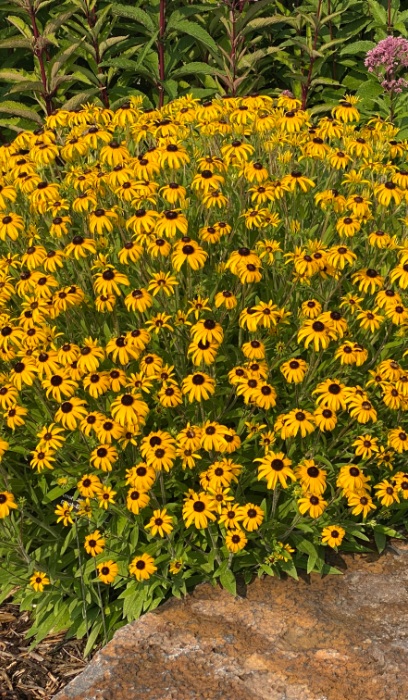 RUDBE AMERICAN GOLD RUSH #1