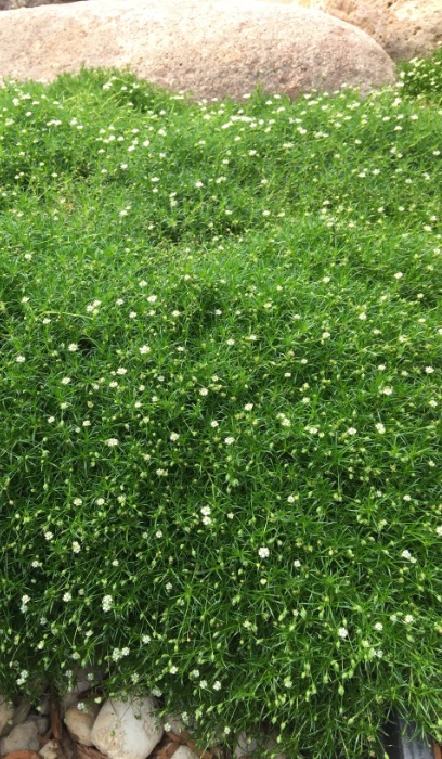 SAGIN SUB IRISH MOSS 4"/10T