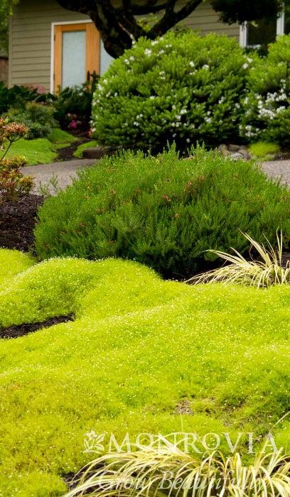 SAGIN SUB AUREA SCOTCH 4"/10T