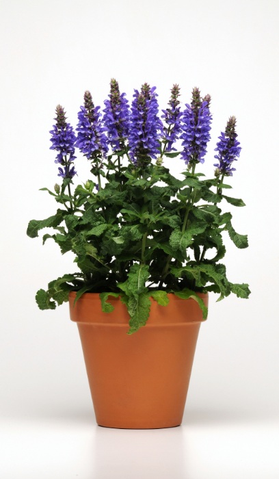 SALVIA NEM BLUE MARVEL #1
