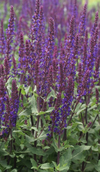 SALVIA NEM CARADONNA #1
