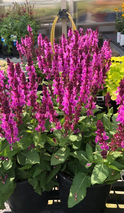 SALVIA NEM SENSATION DEEP ROSE#1