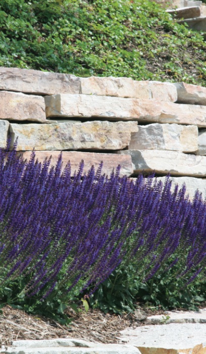 SALVIA NEM MAY NIGHT #1