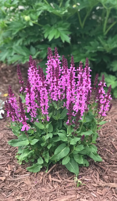 SALVIA NEM ROSE MARVEL #1