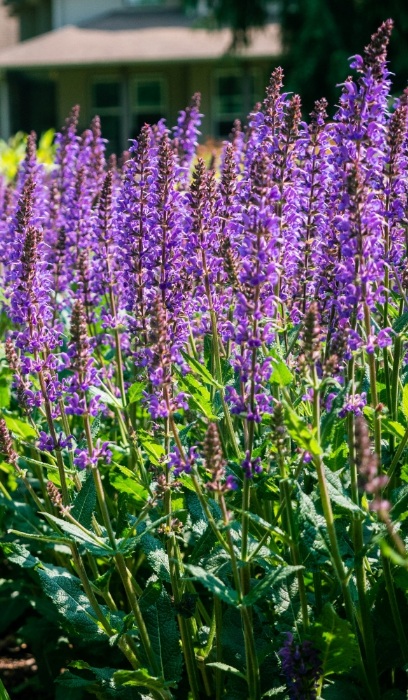 SALVIA X BLUE BY YOU #1