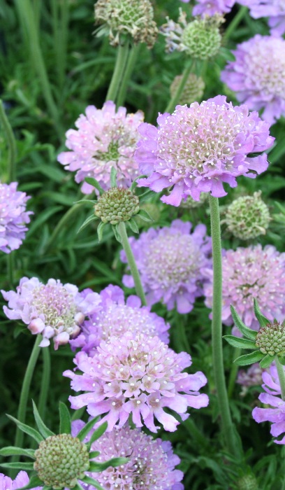 SCABI COL BUTTERFLY BLUE #1