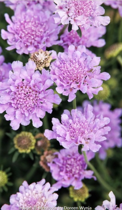 SCABI COL FLUTTER DEEP BLUE #1