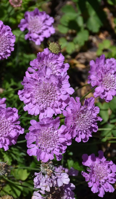 SCABI COL FLUTTER ROSE PINK #1