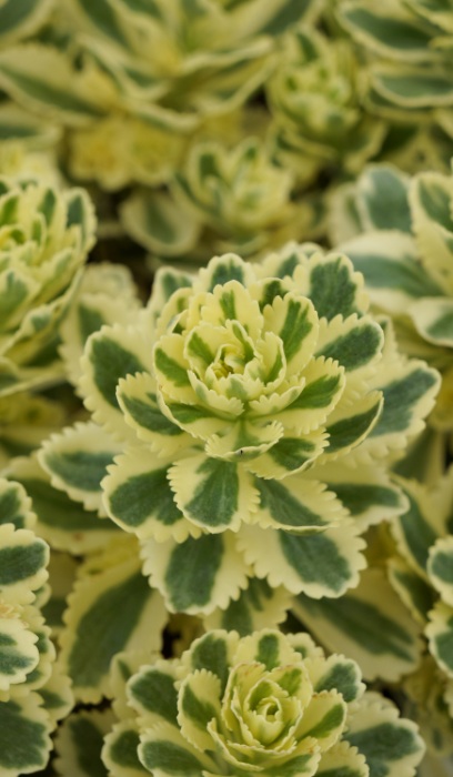 SEDUM ATLANTIS #1