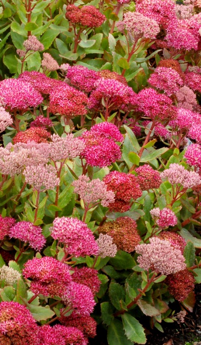 SEDUM BIRTHDAY PARTY #1