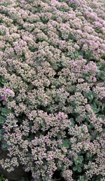 SEDUM CAUTICOLA MINI EWERSII #1