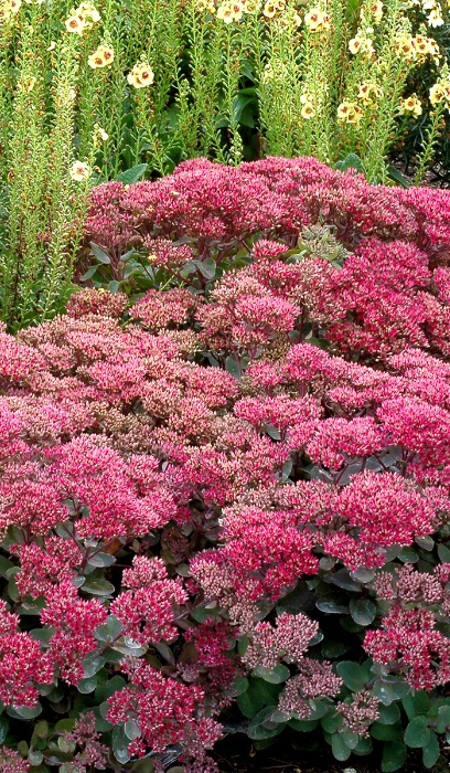 SEDUM DYNOMITE #1