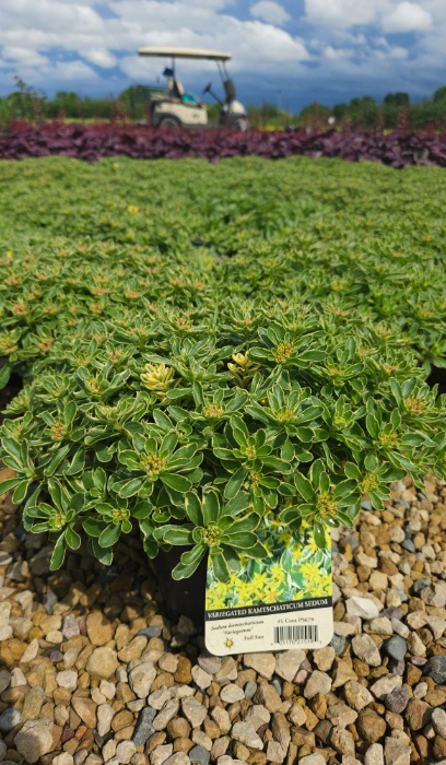 SEDUM KAM VARIEGATUM 2.25"/24T