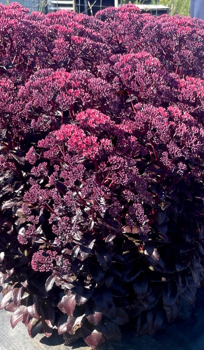 SEDUM NOVA CHERRY FIZZ #1