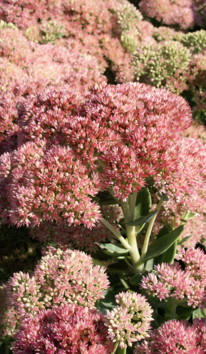 SEDUM X AUTUMN FIRE #1