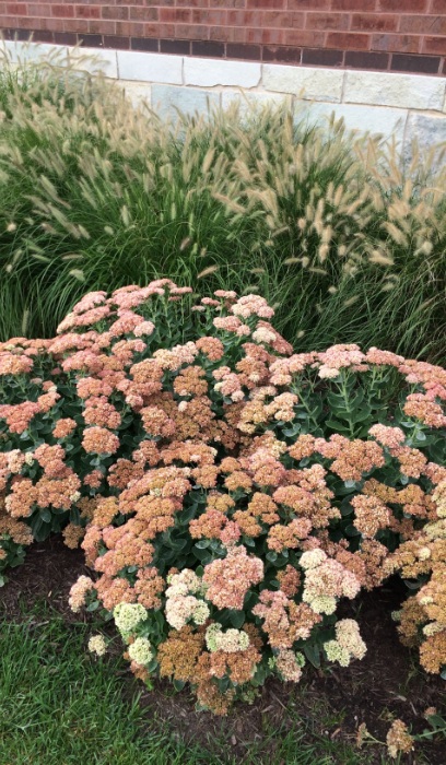 SEDUM SPE AUTUMN JOY #1