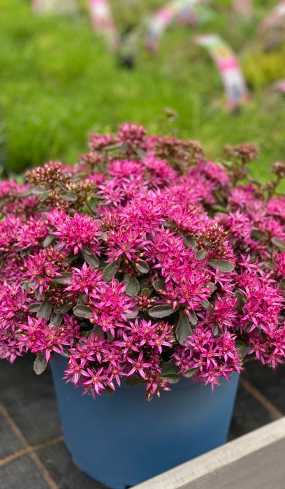 SEDUM SPU SPOT ON DEEP ROSE #1