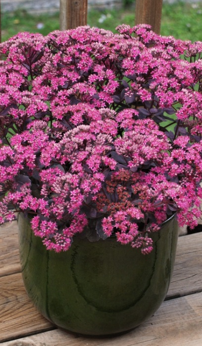 SEDUM SNSPRKL DAZZLEBERRY #1