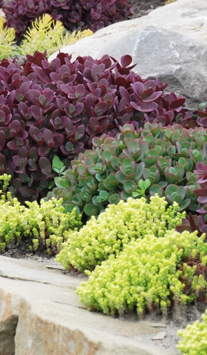 SEDUM SNSPRKL FIRECRACKER #1