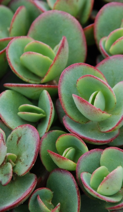 SEDUM SNSPRKL LIME ZINGER #1