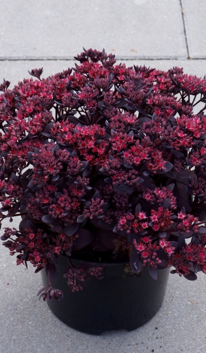 SEDUM SNSPRKL PLUM DAZZLED#1