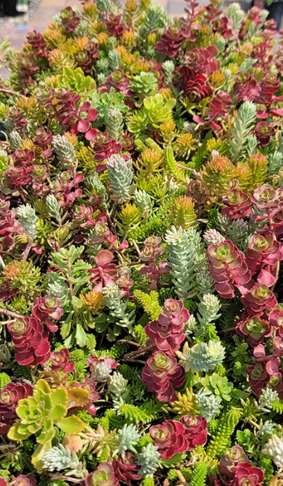 SEDUM LIVE COLORSPLASH10X20TILE