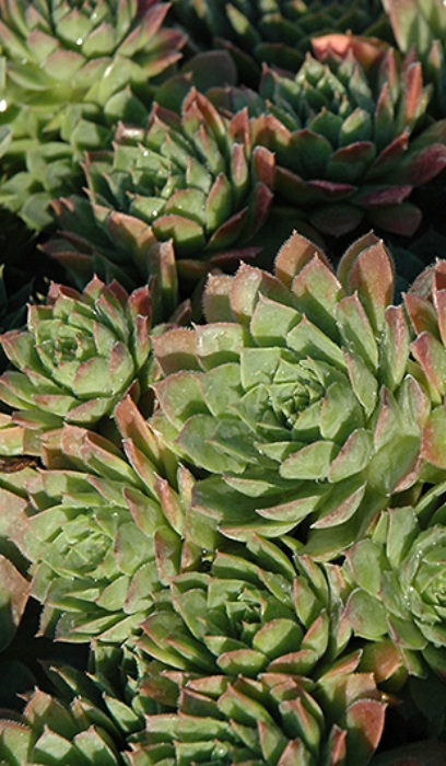 SEMP CARMEN 4"/10T HENS & CHICKS