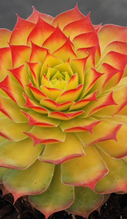 SEMPE CHICKCHARMS GOLD NUGGET #1