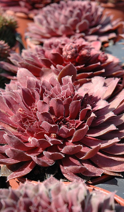 SEMP ROYAL RUBY 4"/10T HENS&CHIC