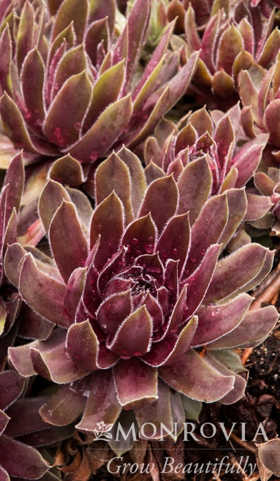 SEMP RUBY HEART 4"/10THENS&CHICK