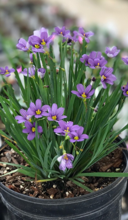 SISYRINCHIUM ANG LUCERNE #1