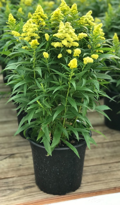 SOLIDAGO LITTLE LEMON #1