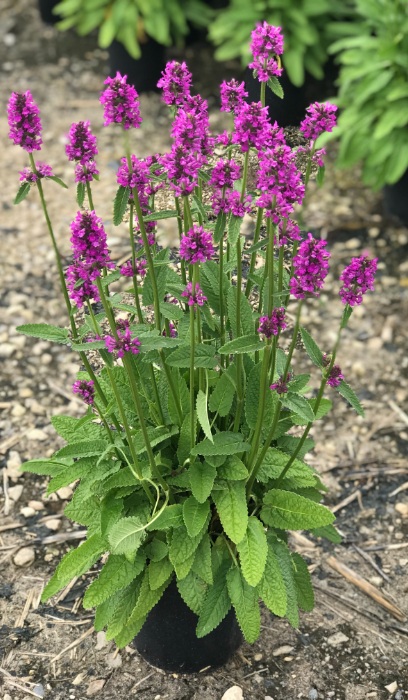 STACHY MON HUMMELO #1