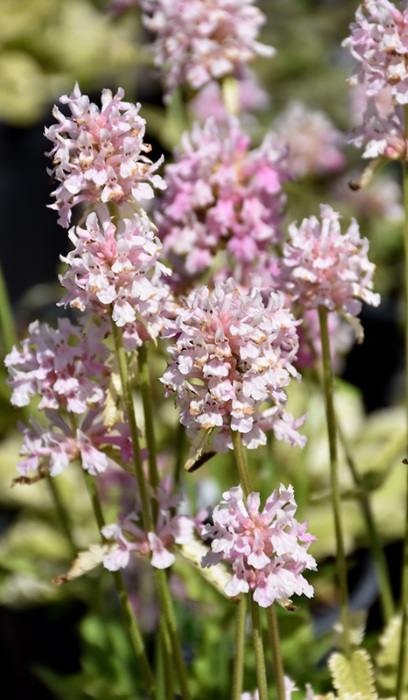 STACHY OFF PINK COTTON CANDY #1