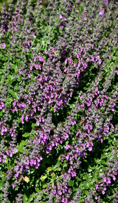 TEUCRIUM CHAM GERMANDER #1